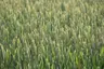 Profile picture of masteraux
